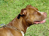 FUR SAVER DOG COLLAR for Pitbull - chain dog collar FUR SAVER DOG COLLAR for Pitbull - chain dog collar