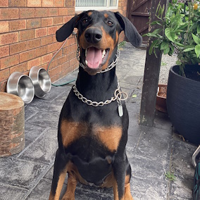 Chrome Plated Dog Pinch Prong Collar with a Swivel and a Small Quick Release Snap Hook (3.0mm x 21 ⅗ in) Herm Sprenger