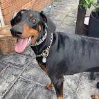 Chrome Plated Dog Pinch Prong Collar with a Swivel and a Small Quick Release Snap Hook (3.0mm x 21 ⅗ in) Herm Sprenger