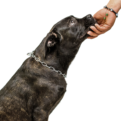 Chrome Plated Medium Sized Link Chain Collar with Fur Saving Links 3.4 mm HS14 1091 51620 02 Chrome Plated Fur Saving Chain Collar 3.4 mm 15.16 Prong Collars Pinch
