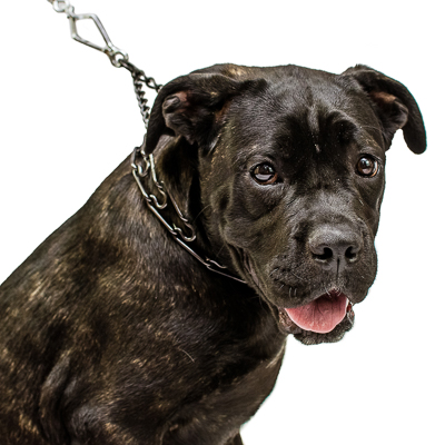 Black Stainless Steel Prong Collar with Center-Plate and Assembly Chain (3.25mm x 23 inches)