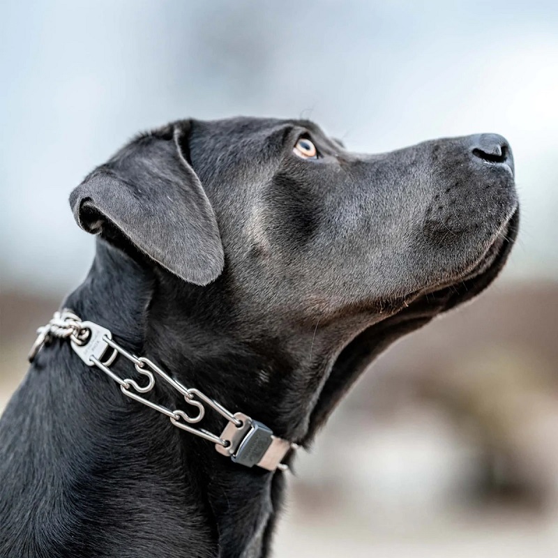 Hem Spenge Stainless Steel Pong Dog Colla With ClicLock