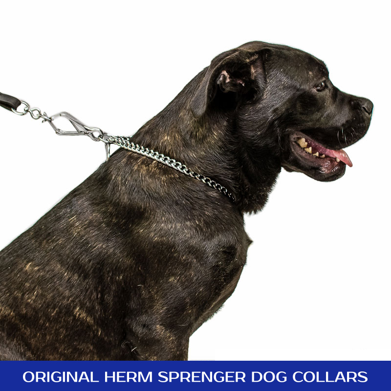 Chrome Plated Short Link Chain Collar with Flat Chain and Toggle - 3.0 mm