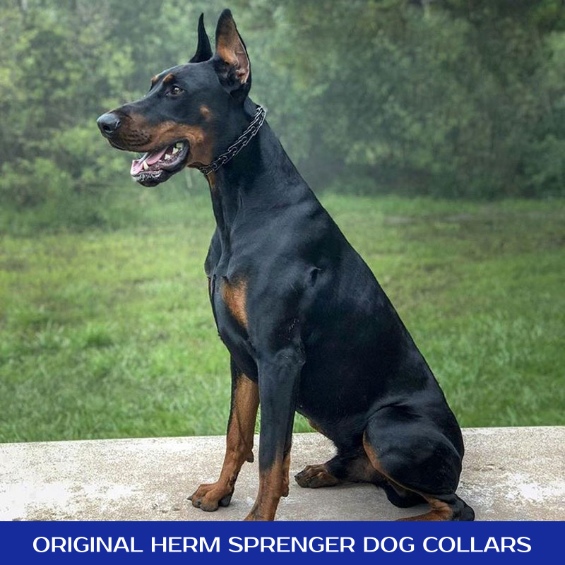 How do you put a pinch collar on a dog Black Stainless Steel Pinch Collar With Click Lock Buckle And Nylon Loop 2 25 Mm X 16 Inches Hs98 1091 Herm Sprenger 50037 010 57 2 25 Mm Prong Collars Pinch Collars Dog Training Collars