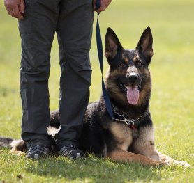 Selection and Training a Dog for Schutzhund